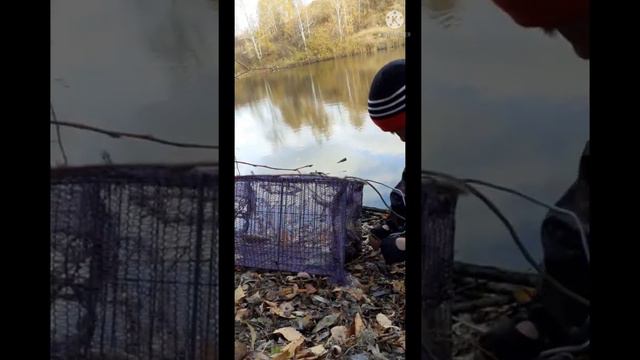 ловля Раков в карьере, на самодельную РАКОЛОВКУ 😉 смотреть онлайн