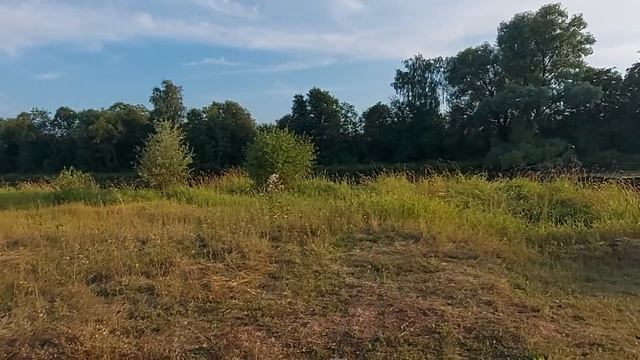 Пчела атаковала щенка смотреть онлайн