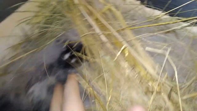 ОБЗОР КРОЛИКОВ БАРАНОВ, БАБОЧЕК И ДРУГИХ. ВКУСНАЯ, БЕСПЛАТНАЯ ЕДА ДЛЯ НИХ! ОКРОЛ ВНЕ МАТОЧНИКА. смотреть онлайн