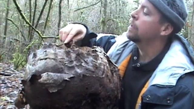 Giant Puffball Mushroom Size of a Beach Ball смотреть онлайн