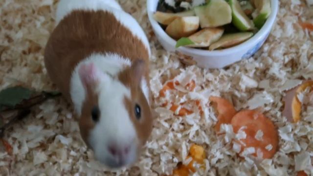 МОРСКИЕ СВИНКИ // Стоит ли заводить // мой опыт смотреть онлайн