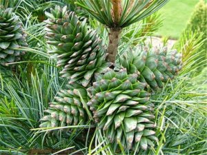 Кедр корейский  - руководство по выращиванию