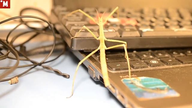 ПАЛОЧНИКИ. Родились маленькие палочники смотреть онлайн
