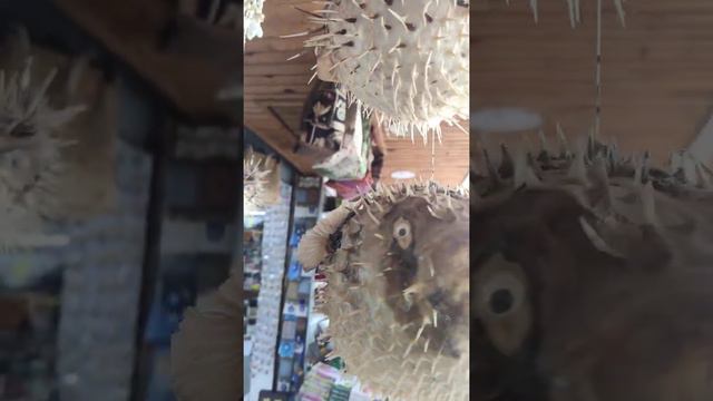 Сушёная рыба фугу смотреть онлайн
