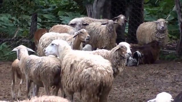 Animals Mating Animals Funny Breeding Sheep Mating смотреть онлайн