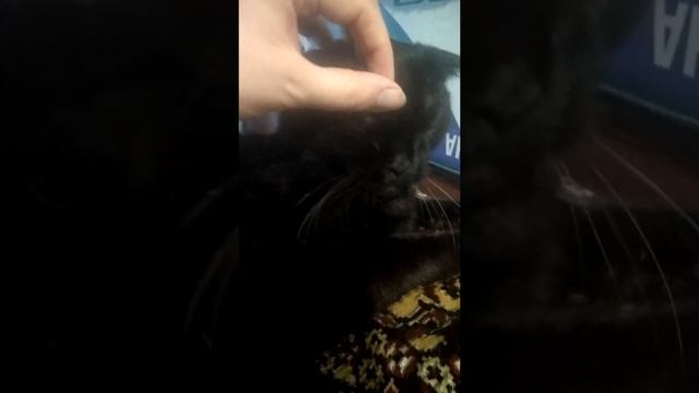 Попробовали корм PURINA ONE® смотреть онлайн
