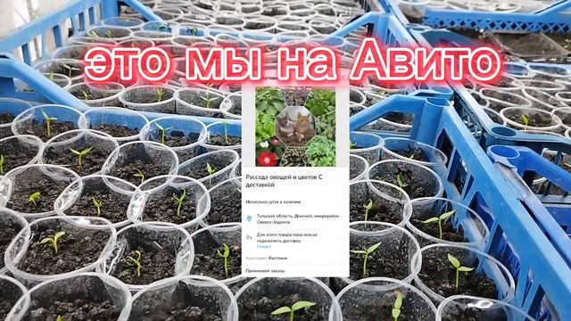 Рассада в Тульской области. Перец Мохай, Даймос, Калифорнийское чудо, Подарок Молдовы, Магма смотреть онлайн