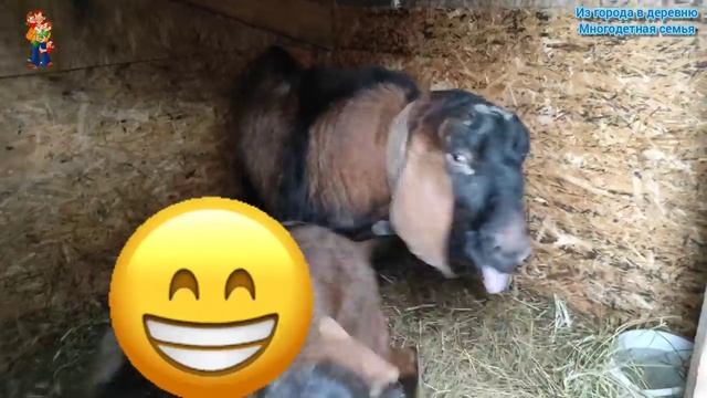 Оседлал огромного КОЗЛА. ИНВЕСТИЦИИ В ХОЗЯЙСТВО?ЧЁРНЫЕ КУРЫ. ? Наша ТРОИЦА??? смотреть онлайн