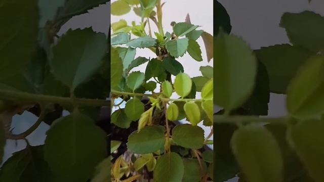 Развитие розы в квартире,в кашпо,какие побеги важные при развитии куста ? смотреть онлайн