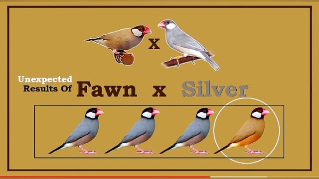 Silver jawa ko fawn se lagane ka result | java bird cross breeding | java finch pairing result смотреть онлайн