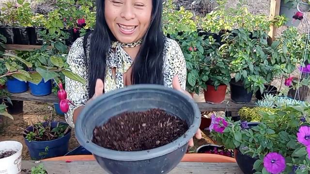 Petunia, trasplante, cuidados y recomendaciones de esta hermosa planta. смотреть онлайн