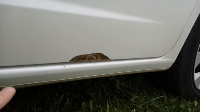 Реставрация антигравийного покрытия порогов HONDA FIT SHUTTLE / FIT смотреть онлайн