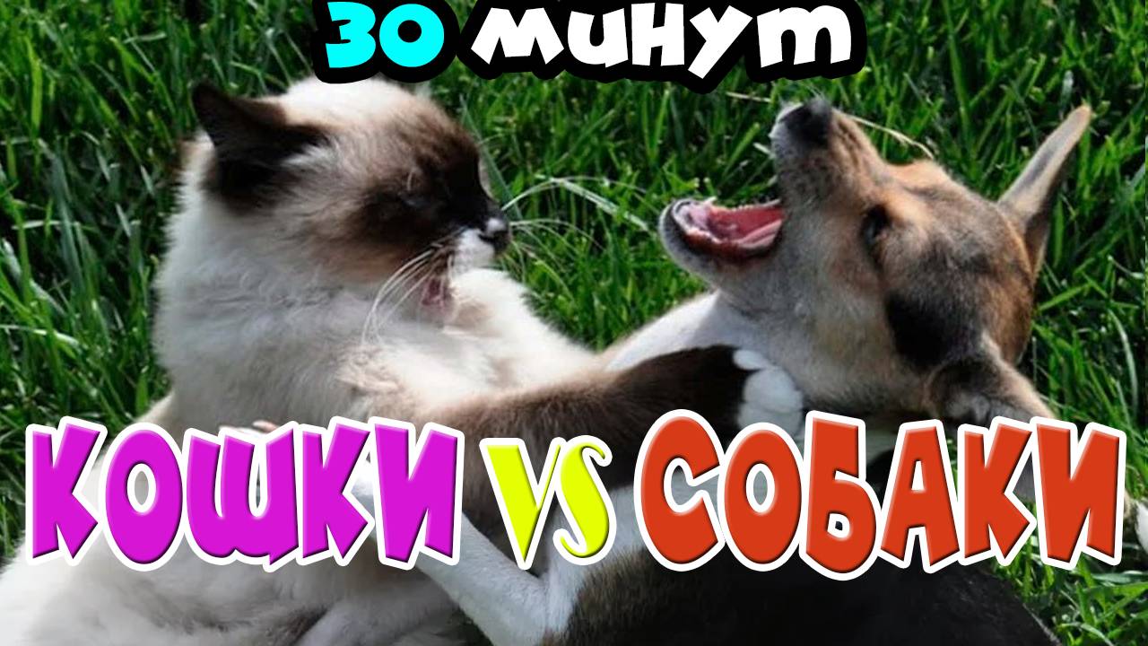 Свежая подборка СОБАК И КОШЕК. Попробуй не засмеятся! 😺🐶 смотреть онлайн