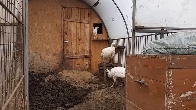 Покупка и высадка кур несушек Белый Ломан смотреть онлайн