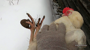 Хозяйство Воронова | Куры | У курицы на лапе комок. Снимаю в тёплой воде