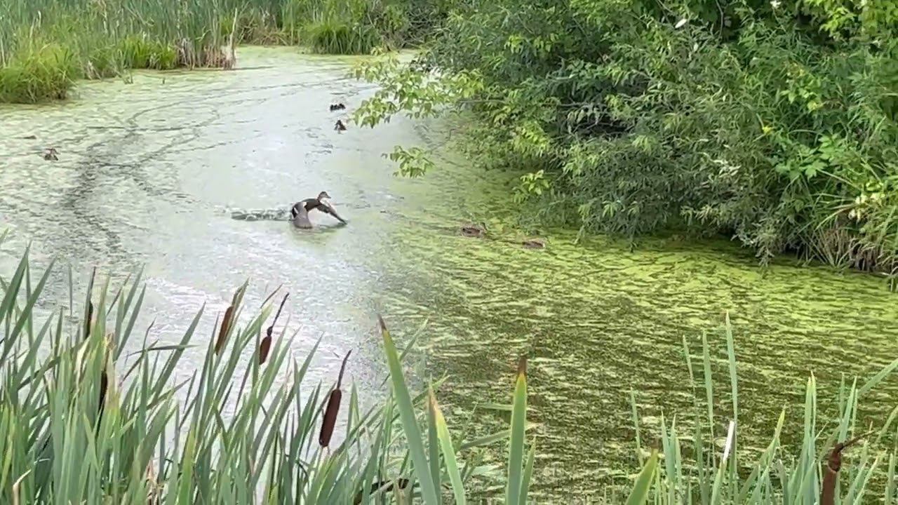 Выводок уток. смотреть онлайн