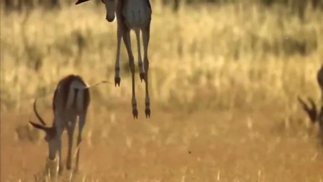 Springbok Pronking