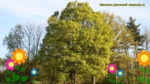 Клен полевой. Краткий обзор, описание характеристик, где купить саженцы, крупномеры acer campestre