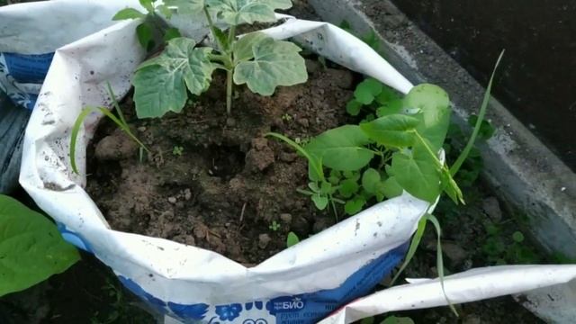 Как растут дыни и арбузы в мешках смотреть онлайн
