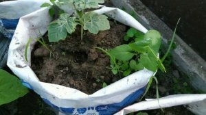 Как растут дыни и арбузы в мешках