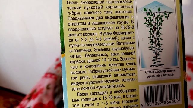 Впервые буду Выращивать Гибрид??? Огурчиков сорта "КУЗНЕЧИК" в Теплице!!! ??? 8 января 2023г.?? смотреть онлайн