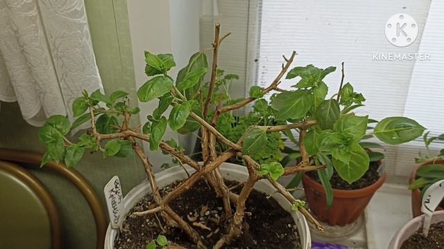 Обзор маточников цветов, которые зимуют в летней кухне. Калифорнийские черви. смотреть онлайн