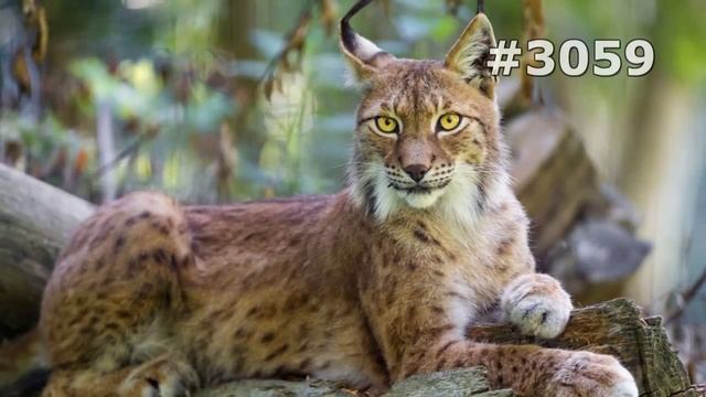 #3059. Рыси (В мире животных) смотреть онлайн
