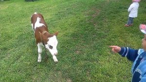 Маленькая корова. Домашние животные. Корова Лёля. Настоящая корова, теленок. У коровы нет других за