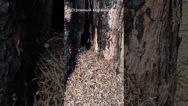 Огромный муравейник! смотреть онлайн