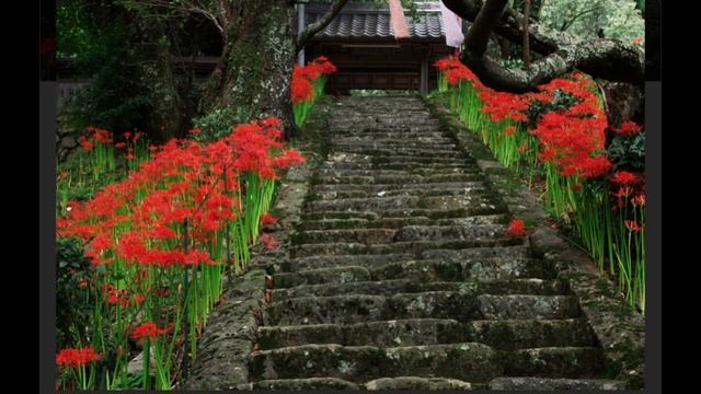 Легенда цветка смерти. Паучья лилия. Ликорис. Хиганбана. Licoris Flower Of Death