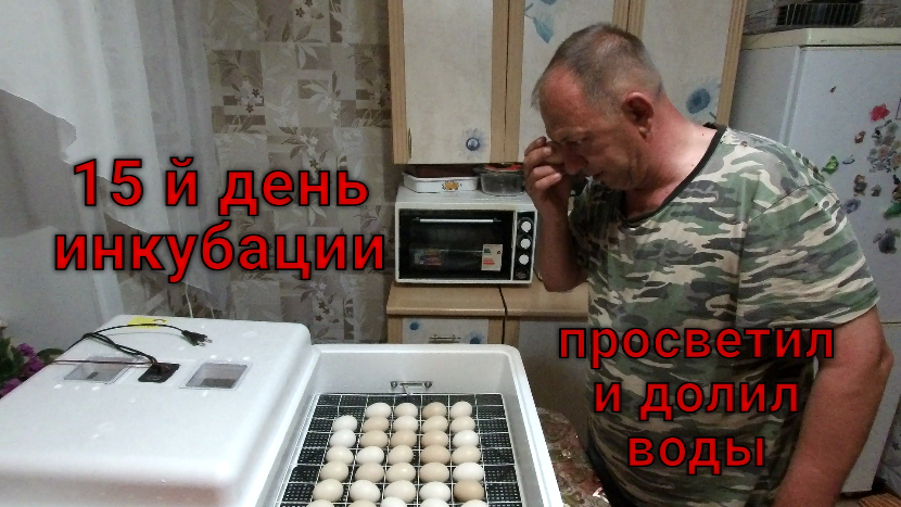 Пятнадцатый день инкубации куриного яйца.