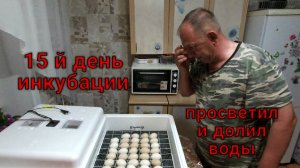 Пятнадцатый день инкубации куриного яйца.
