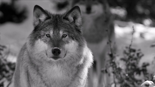 Зона мерзлоты смотреть онлайн