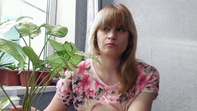 Комнатные растения. Помогите определить сорт новичка. Сингониум, который меня позвал ??? смотреть онлайн