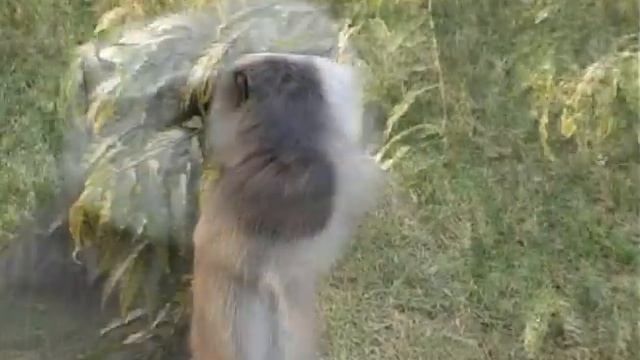 Кушинагар Место ухода Будды в нирвану смотреть онлайн