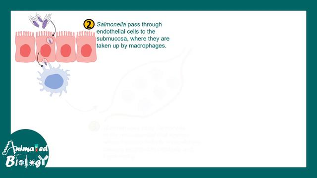 Salmonellosis  |Salmonella Typhi | Pathology Of Salmonella Typhi | Treatment | USMLE
