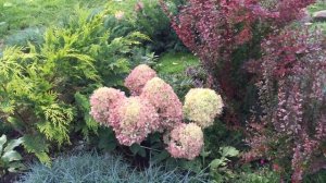 ОБЗОР ЦВЕТНИКА. ГОРТЕНЗИИ, ХВОЙНЫЕ, БАРБАРИСЫ.