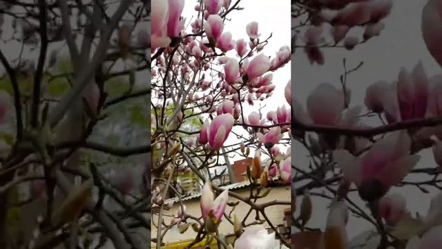 Магнолия суланжа во Владикавказе смотреть онлайн