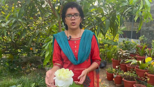 താമരയിലും ഗ്രീൻ ആപ്പിളോ | The Green Apple variety in Lotus смотреть онлайн