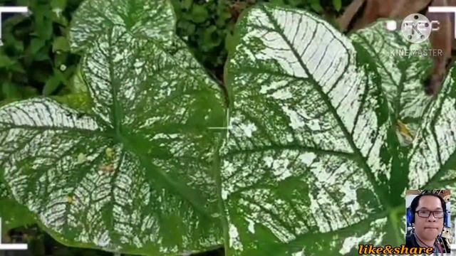 caladium flowers смотреть онлайн