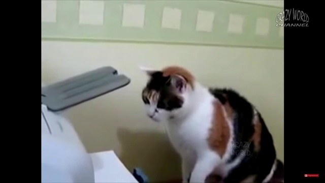 кошка сражается с принтером смотреть онлайн