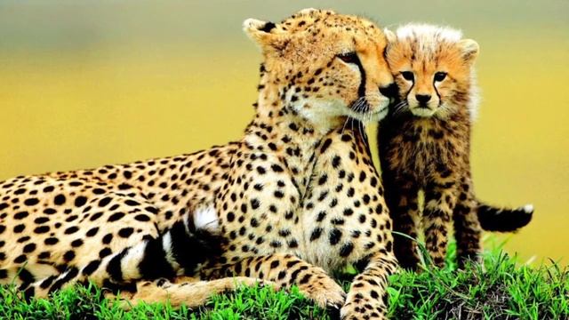 Топ-7 самых красивых животных из красной книги смотреть онлайн