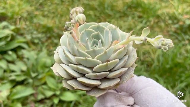 Echeveria Derenceana (Lola) смотреть онлайн