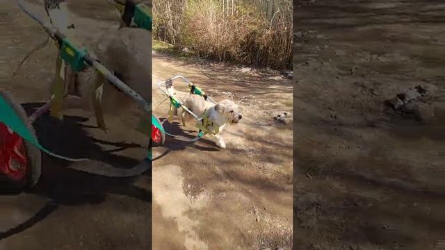 спинальник Стинки на прогулке смотреть онлайн