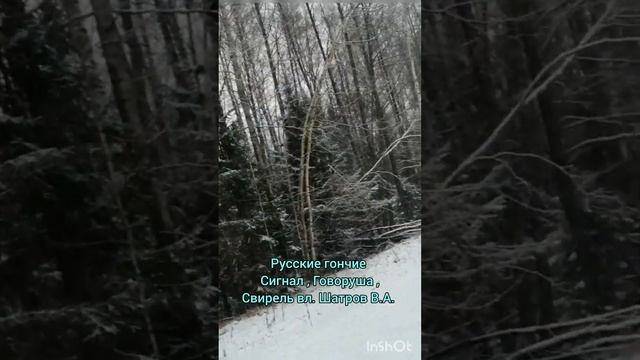 Русские гончие Сигнал, Говоруша, Свирель вл. Шатров В.А. смотреть онлайн