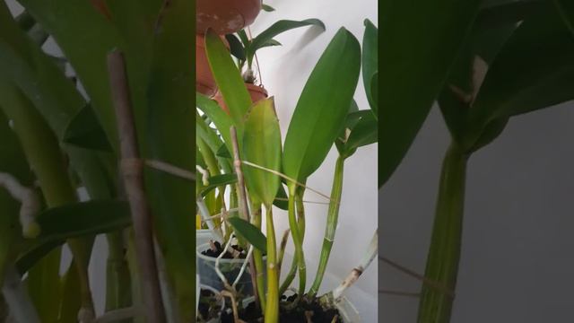 Cattleya Rth. Qing Ming Beauty