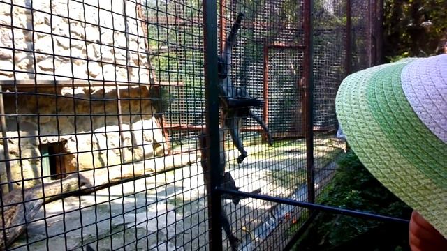 обезьяна ест печенки смотреть онлайн