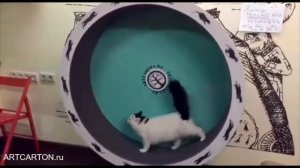 ПИТОМЦЫ КОТО-КАФЕ «КОТИКИ И ЛЮДИ» ОСВАИВАЮТ БЕГОВОЕ КОЛЕСО ARTCARTON