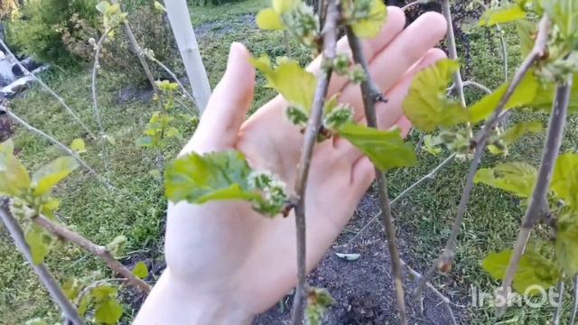 Шелковица пендула после зимы .Май, Подмосковье смотреть онлайн