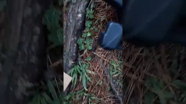2010 Ford Focus No Crank Starter Not Getting Power From Battery(Good Tested Battery)...UPDATE #2 смотреть онлайн
